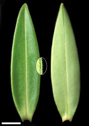 Veronica barkeri. Leaf surfaces, adaxial (left) and abaxial (right), with magnified inset of margin. Scale = 10 mm.
 Image: W.M. Malcolm © Te Papa CC-BY-NC 3.0 NZ